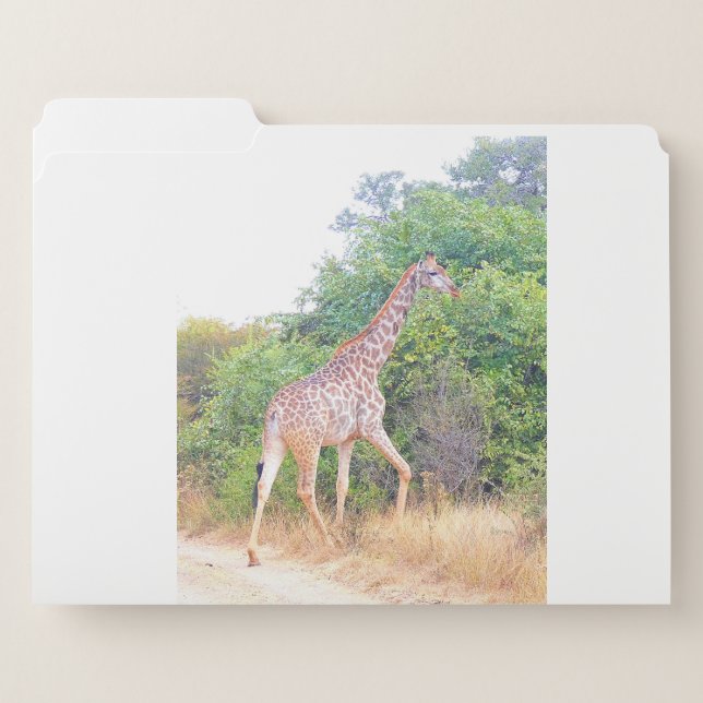 Africa - Giraffe 3 File Folder (Front Left)