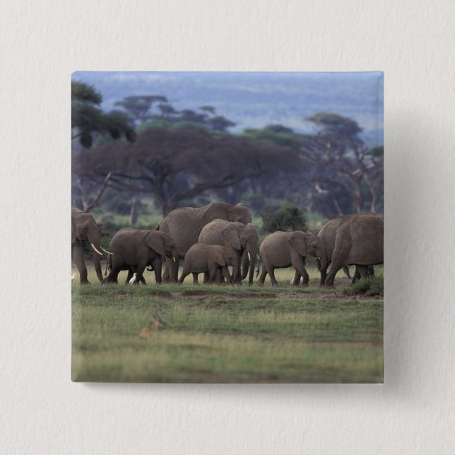 Africa, Kenya, Amboseli National Park. African 3 Button (Front)