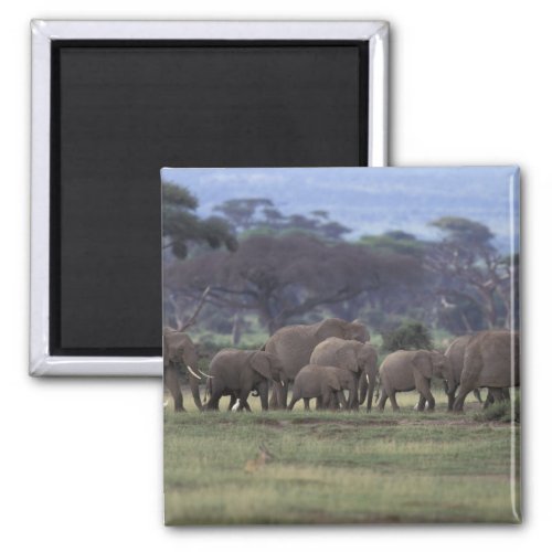 Africa Kenya Amboseli National Park African 3 Magnet