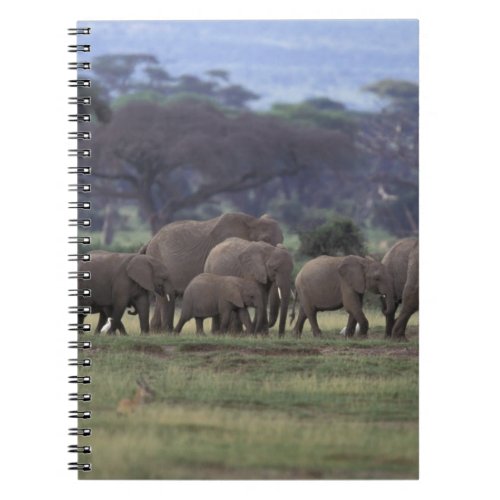 Africa Kenya Amboseli National Park African 3 Notebook