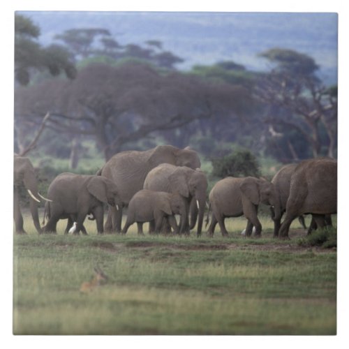 Africa Kenya Amboseli National Park African 3 Tile
