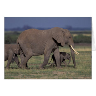 Africa, Kenya, Amboseli National Park. African 4