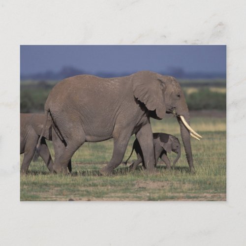 Africa Kenya Amboseli National Park African 4 Postcard