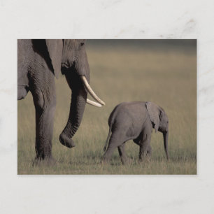 Africa, Kenya, Amboseli National Park. African Postcard