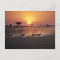 Africa, Kenya, Amboseli NP. Zebra walk to the