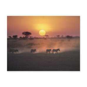 Africa, Kenya, Amboseli NP. Zebra walk to the Postcard