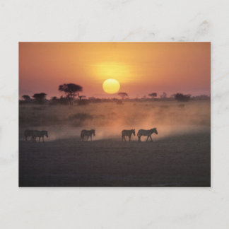 Africa, Kenya, Amboseli NP. Zebra walk to the Postcard