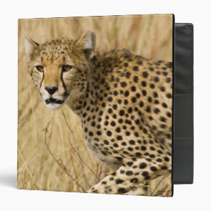 Africa. Kenya. Cheetah at Samburu NP. 3 Ring Binder