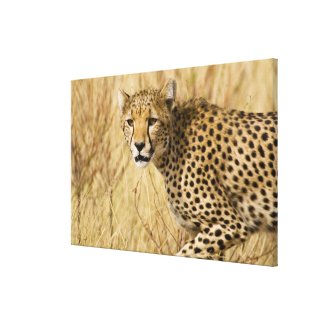 Africa. Kenya. Cheetah at Samburu NP. Canvas Print
