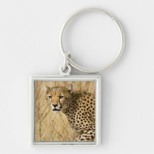 Africa. Kenya. Cheetah at Samburu NP. Keychain