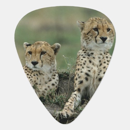 Africa Kenya Cheetahs Guitar Pick