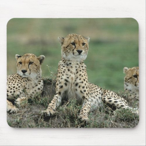 Africa Kenya Cheetahs Mouse Pad