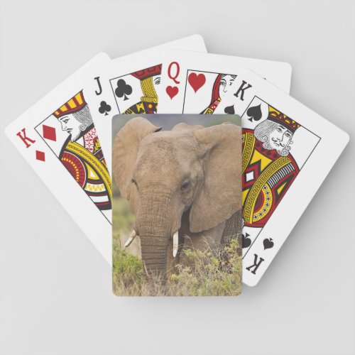 Africa Kenya Elephant at Samburu NP Poker Cards