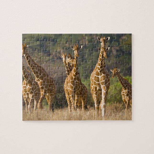Africa. Kenya. Herd of Reticulated Giraffes Jigsaw Puzzle (Horizontal)
