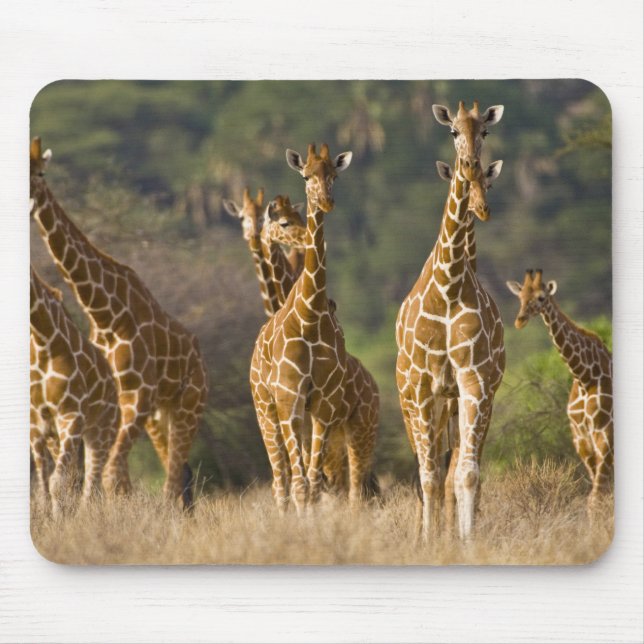 Africa. Kenya. Herd of Reticulated Giraffes Mouse Pad (Front)