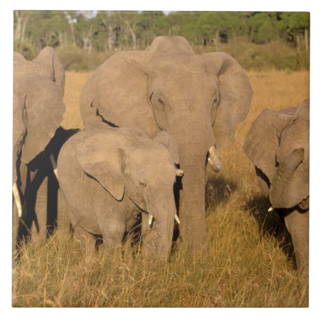 Africa, Kenya, Masai Mara. African Elephant Ceramic Tile (Front)