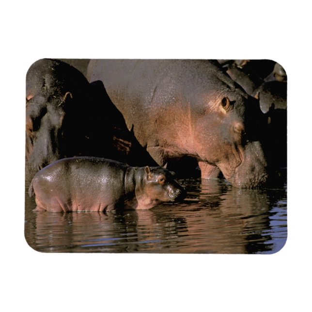 Africa, Kenya, Masai Mara. Common hippopotamuses Magnet (Horizontal)