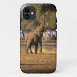 Africa, Kenya, Masai Mara. Elephant (Loxodonta iPhone 11 Case