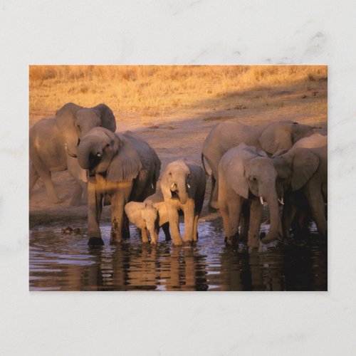 Africa Kenya Masai Mara Elephants Loxodonta Postcard