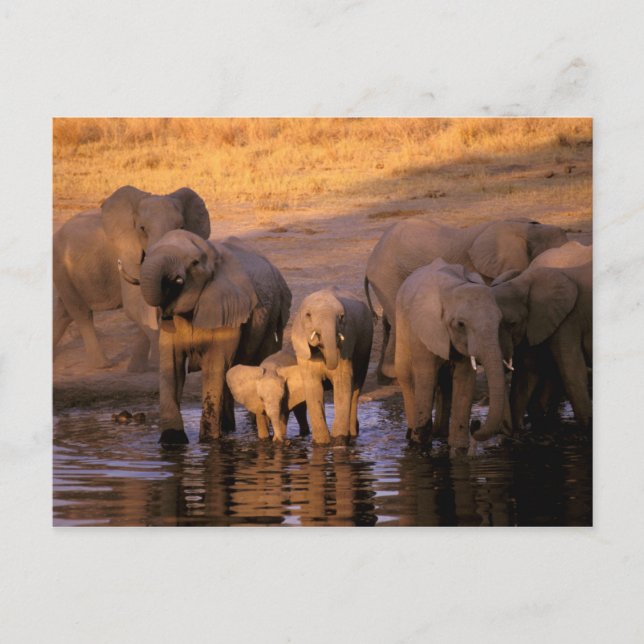 Africa, Kenya, Masai Mara. Elephants (Loxodonta Postcard (Front)