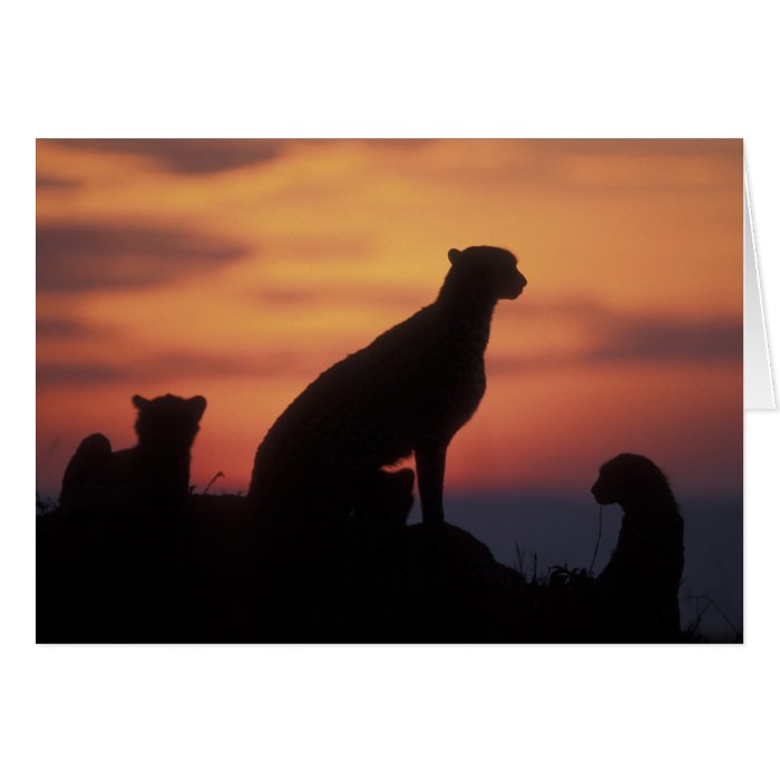 Africa, Kenya, Masai Mara Game Reserve, Adult 3 Greeting Card