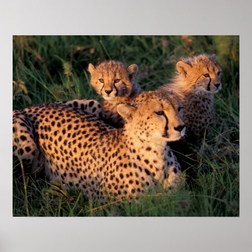 Africa Kenya Masai Mara Game Reserve Cheetah 2 Poster