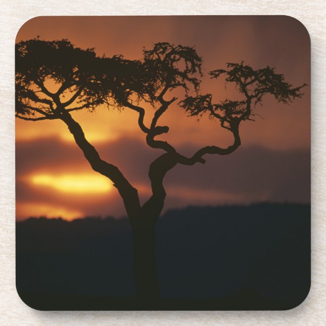 Africa, Kenya, Masai Mara Game Reserve, Setting Drink Coaster (Front)
