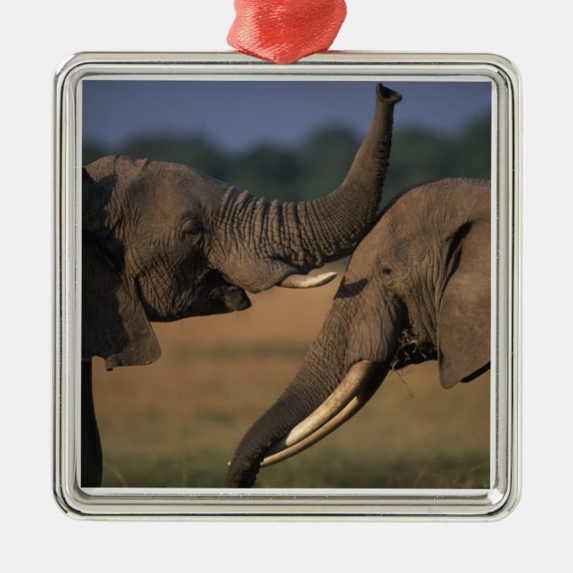 Africa, Kenya, Masai Mara Game Reserve, Two Bull Metal Ornament (Front)
