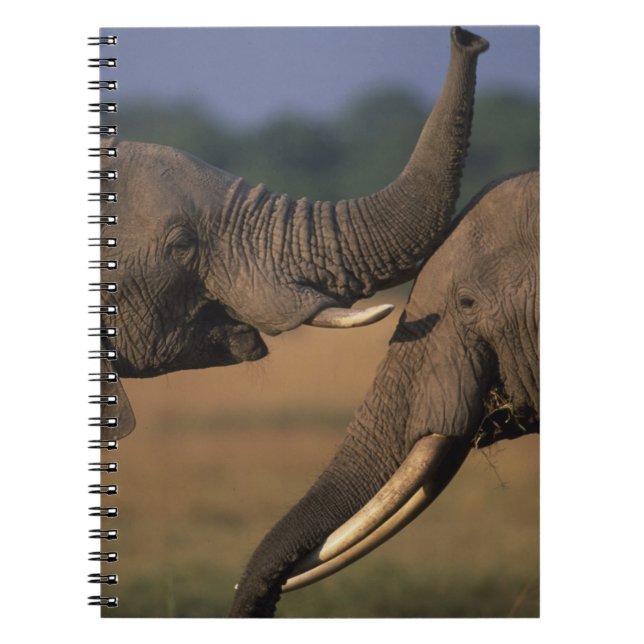 Africa, Kenya, Masai Mara Game Reserve, Two Bull Notebook (Front)