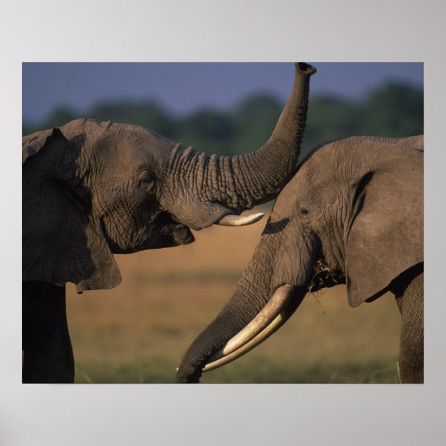 Africa, Kenya, Masai Mara Game Reserve, Two Bull Poster (Front)