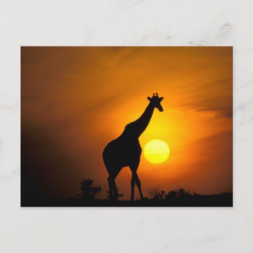Africa Kenya Masai Mara Giraffe Postcard