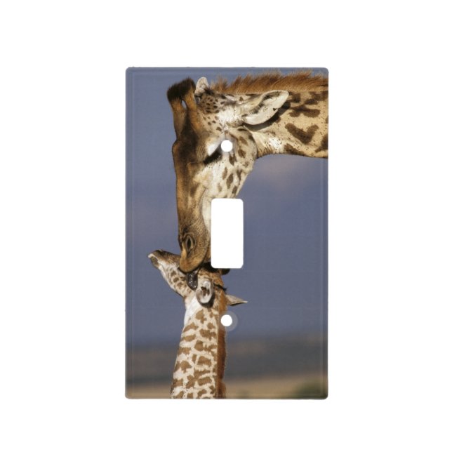 Africa, Kenya, Masai Mara. Giraffes (Giraffe Light Switch Cover (Front)