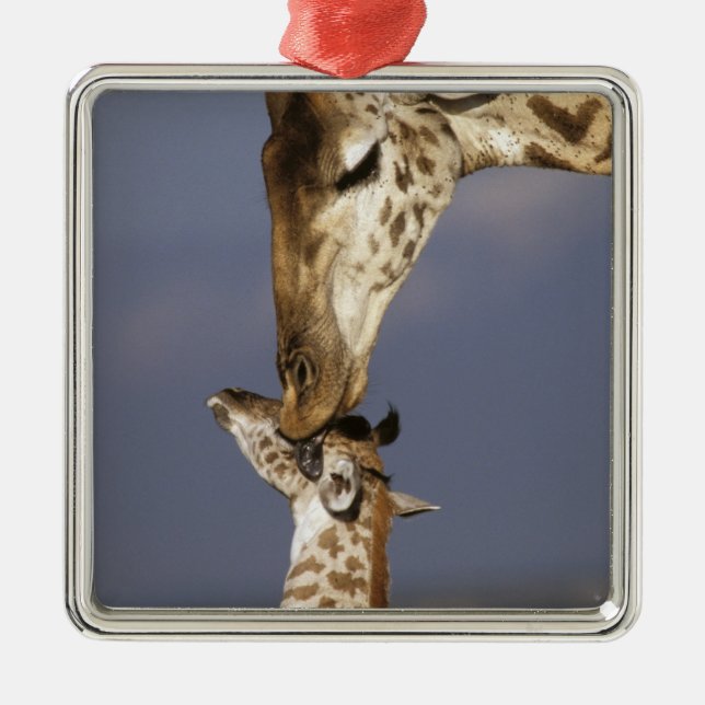 Africa, Kenya, Masai Mara. Giraffes (Giraffe Metal Ornament (Front)