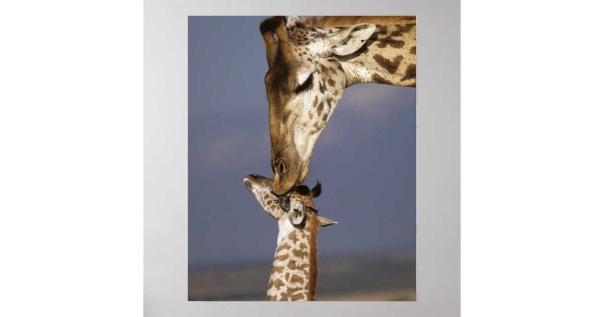 Africa, Kenya, Masai Mara. Giraffes (Giraffe Poster | Zazzle