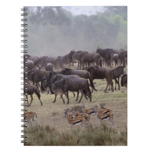 Africa Kenya Masai Mara Herds of Gazelle Notebook