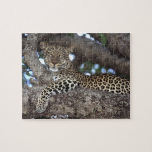 Africa. Kenya. Masai Mara. Leopard (Panthera Jigsaw Puzzle