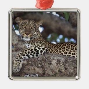Africa. Kenya. Masai Mara. Leopard (Panthera Metal Ornament