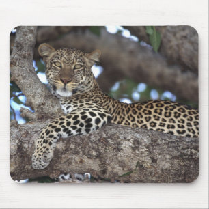 Africa. Kenya. Masai Mara. Leopard (Panthera Mouse Pad