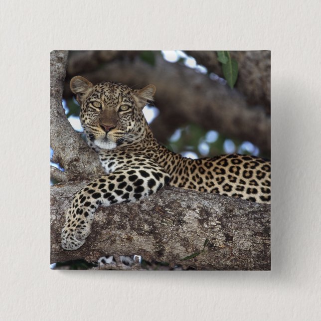 Africa. Kenya. Masai Mara. Leopard (Panthera Pinback Button (Front)