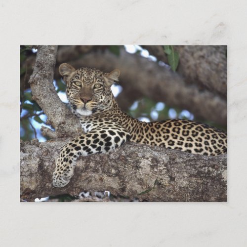 Africa Kenya Masai Mara Leopard Panthera Postcard