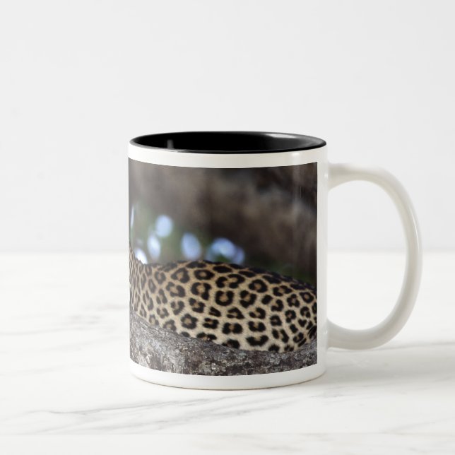 Africa. Kenya. Masai Mara. Leopard (Panthera Two-Tone Coffee Mug (Right)