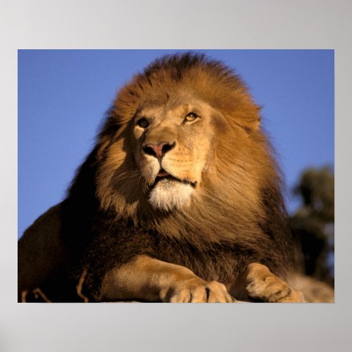 Africa Kenya Masai Mara Male lion Panthera Poster