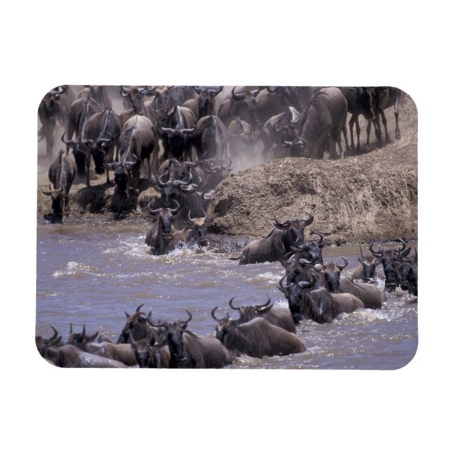 Africa, Kenya, Masai Mara National Park. Magnet (Horizontal)