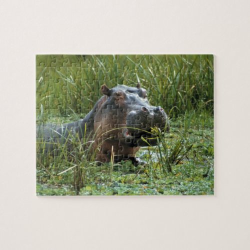 Africa Kenya Masai Mara NR A mother hippo and Jigsaw Puzzle