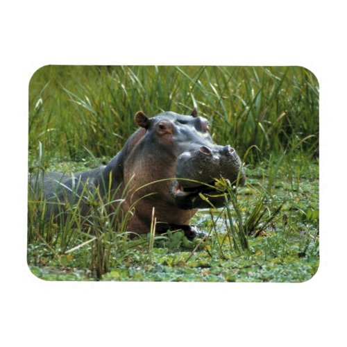 Africa Kenya Masai Mara NR A mother hippo and Magnet