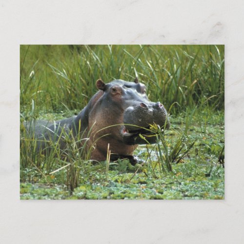 Africa Kenya Masai Mara NR A mother hippo and Postcard