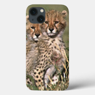 Africa; Kenya; Masai Mara; Three cheetah cubs iPhone 13 Case