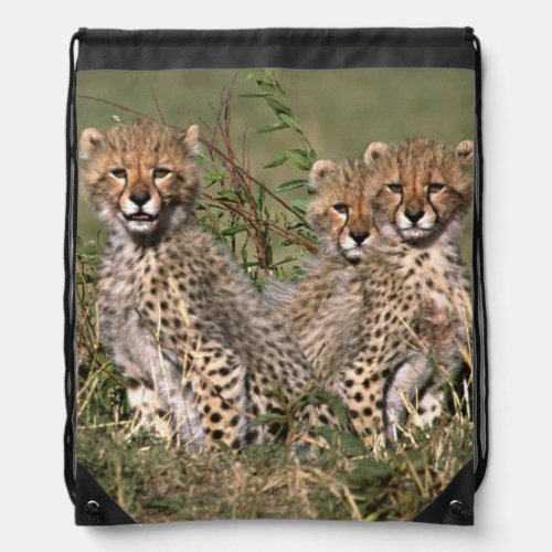 Africa Kenya Masai Mara Three cheetah cubs Drawstring Bag