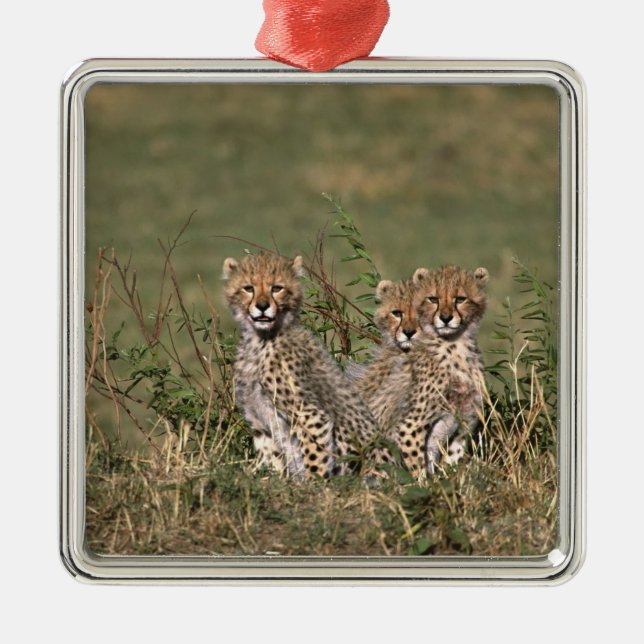 Africa; Kenya; Masai Mara; Three cheetah cubs Metal Ornament (Front)
