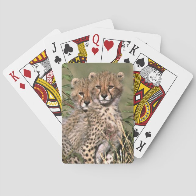 Africa; Kenya; Masai Mara; Three cheetah cubs Poker Cards (Back)